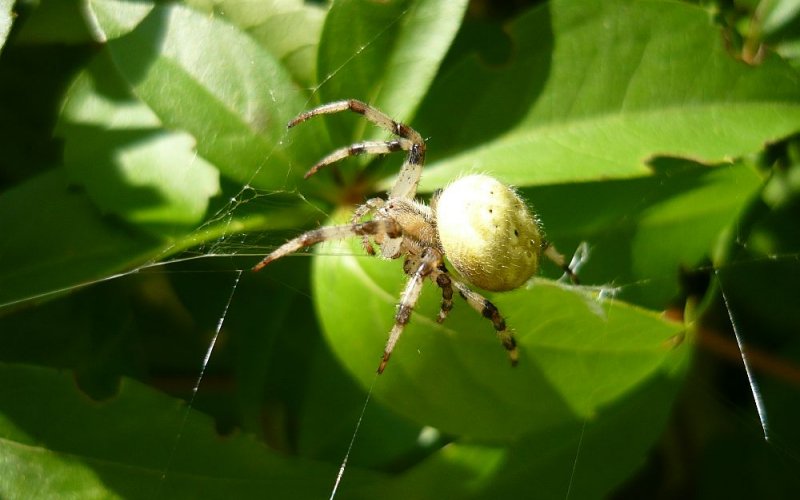 Naturalne sposoby na pająki