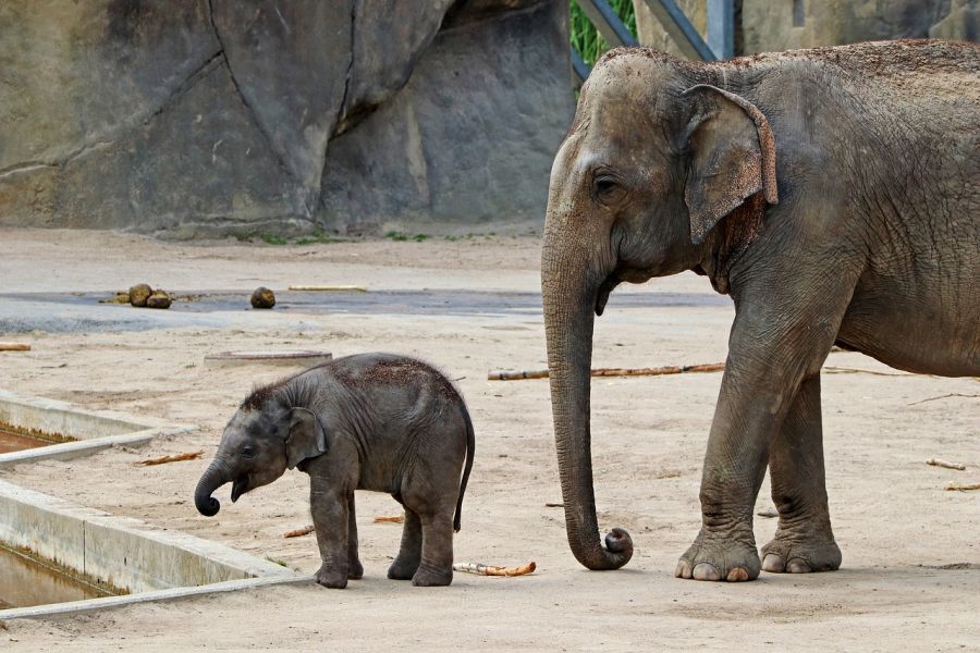 zoo ogród zoologiczny słoń słoniątka